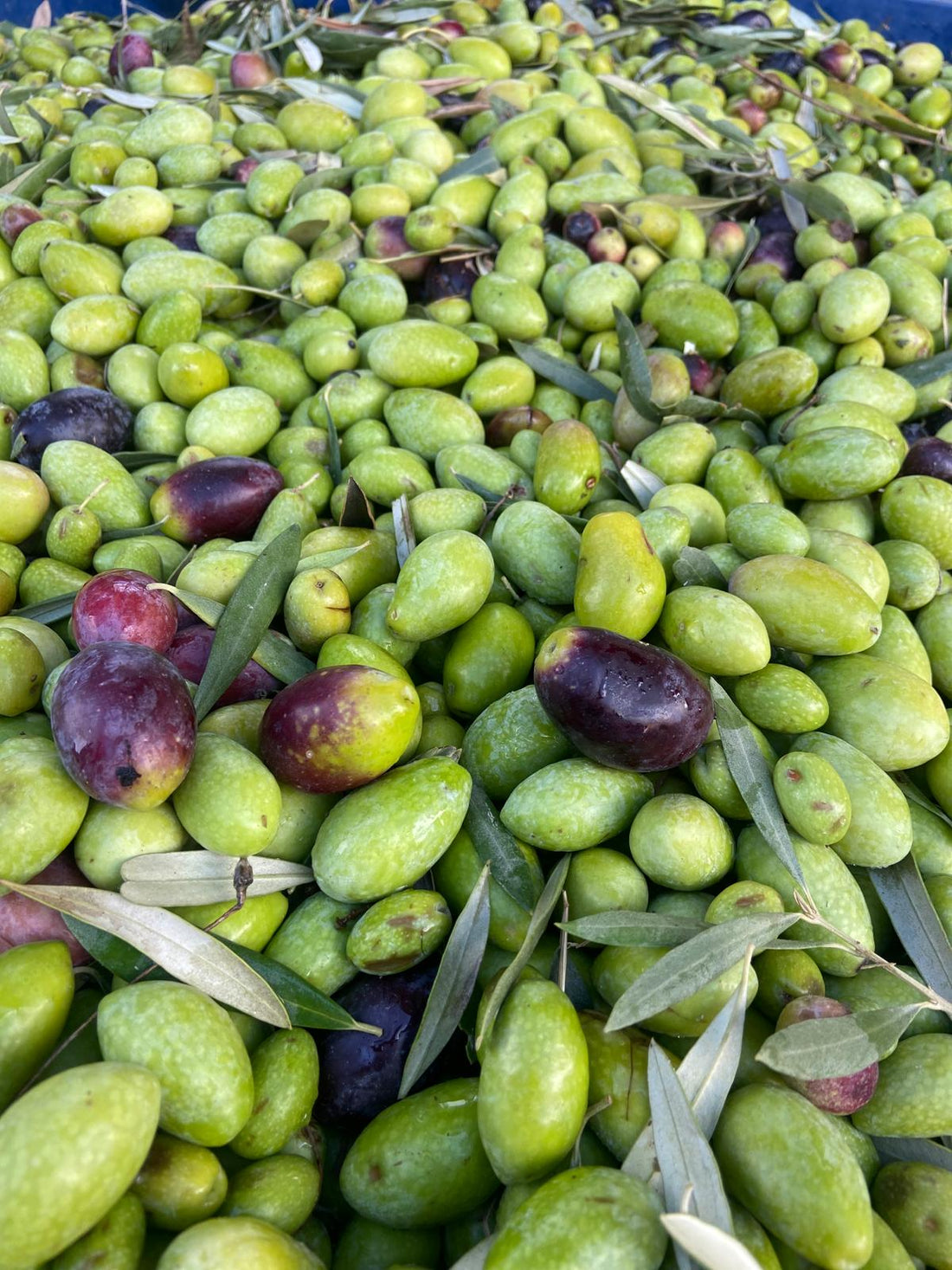 VitOlio 1955: l’autenticità dell’olio Coratina non filtrato, dalla Puglia alla tua tavola