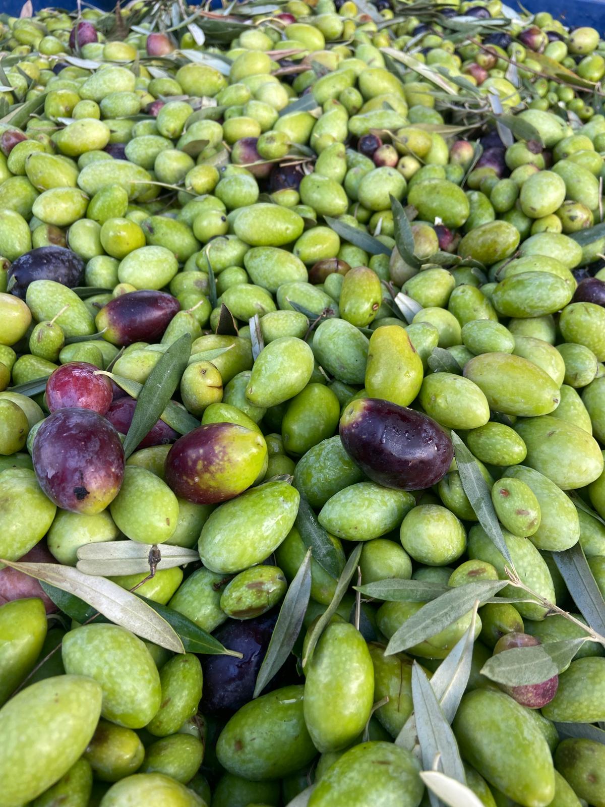Olive fresche di diverse varietà pronte per la produzione di Olio Extravergine di Oliva