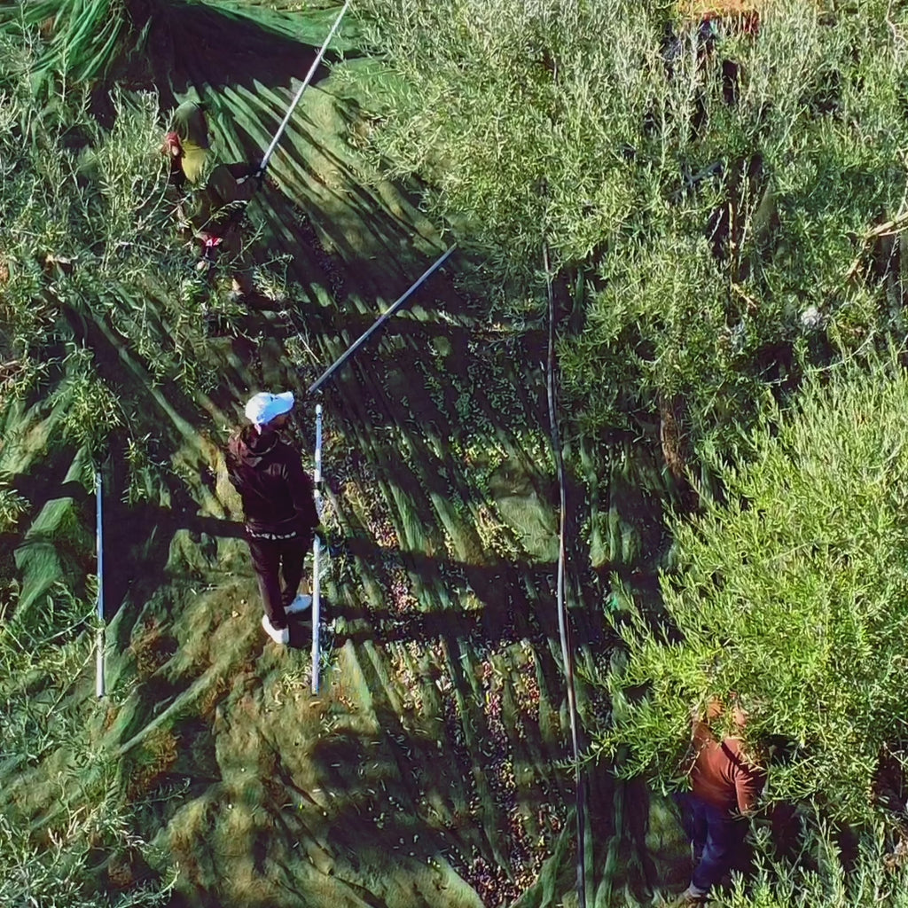 ORCIO IN CERAMICA ARANCIONE - 250 ml di Olio Extravergine di Oliva Coratina